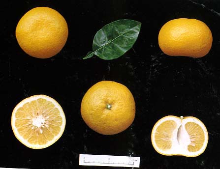 树体 (MAFF, Japan)