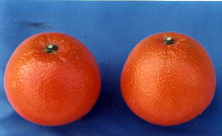 树体 (MAFF, Japan)