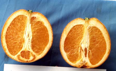 果实 (MAFF, Japan)