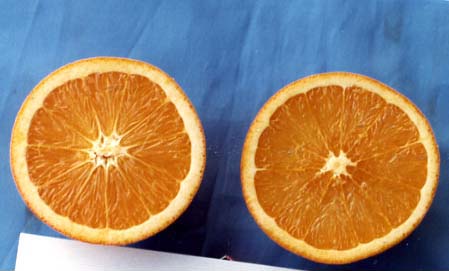 果实 (MAFF, Japan)