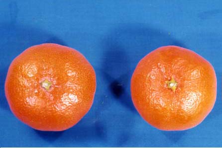 树体 (MAFF, Japan)