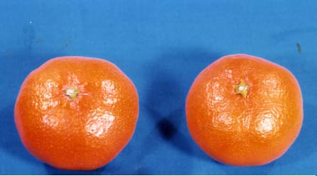 果实 (MAFF, Japan)