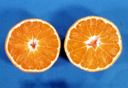 果实 (MAFF, Japan)