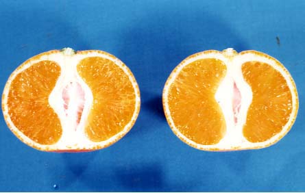 果实 (MAFF, Japan)