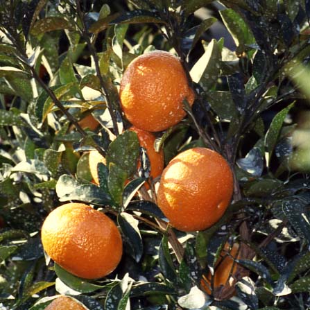 树体 (MAFF, Japan)