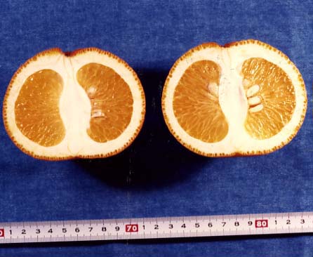 果实 (MAFF, Japan)