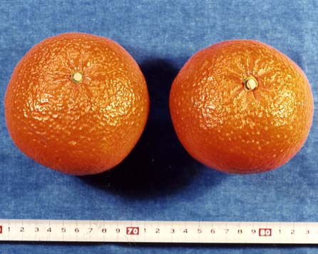 果实 (MAFF, Japan)