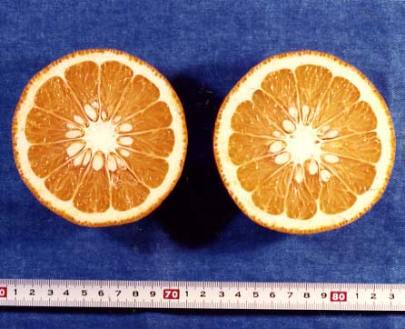 果实 (MAFF, Japan)