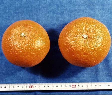 树体 (MAFF, Japan)