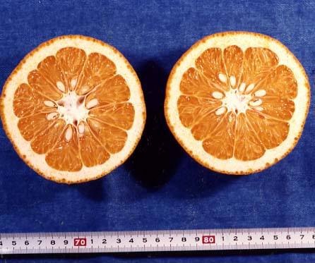 果实 (MAFF, Japan)