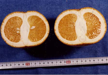 果实 (MAFF, Japan)