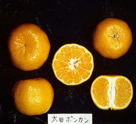 树体 (MAFF, Japan)