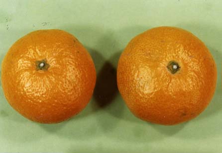 树体 (MAFF, Japan)