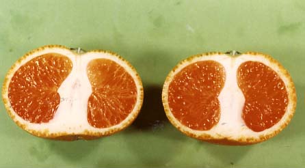 果实 (MAFF, Japan)