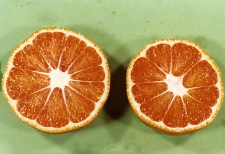 果实 (MAFF, Japan)