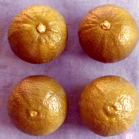 树体 (MAFF, Japan)