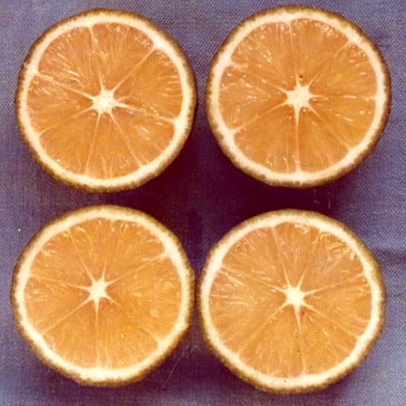 果实 (MAFF, Japan)