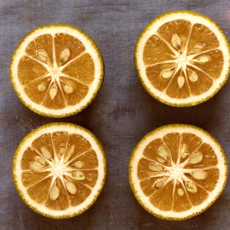 果实 (MAFF, Japan)