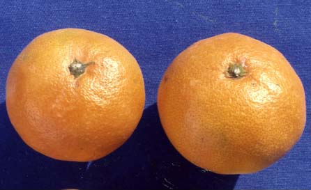 树体 (MAFF, Japan)