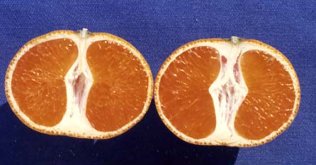 果实 (MAFF, Japan)