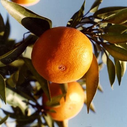 树体 (MAFF, Japan)