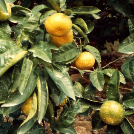 树体 (MAFF, Japan)