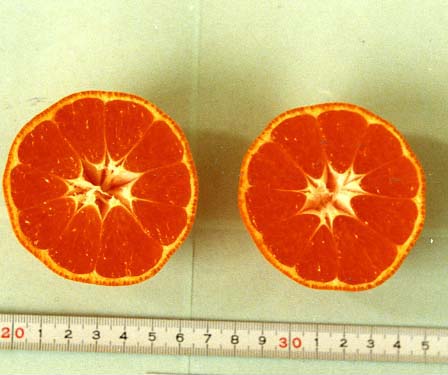 果实 (MAFF, Japan)