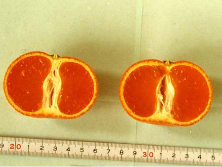 果实 (MAFF, Japan)