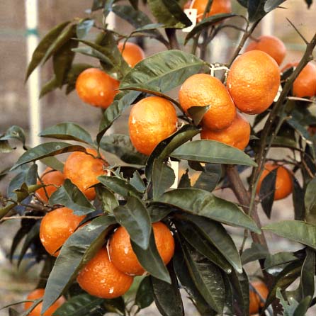 树体 (MAFF, Japan)