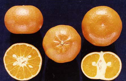 果实 (MAFF, Japan)