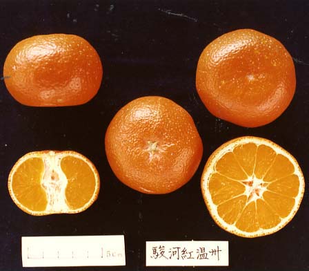 树体 (MAFF, Japan)