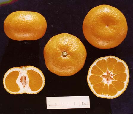 树体 (MAFF, Japan)