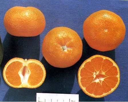 树体 (MAFF, Japan)