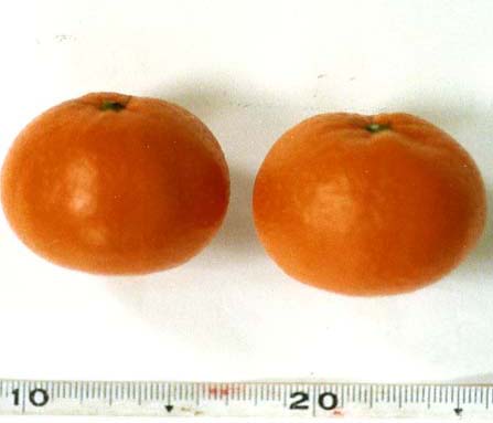 树体 (MAFF, Japan)