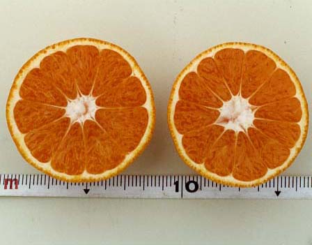 果实 (MAFF, Japan)