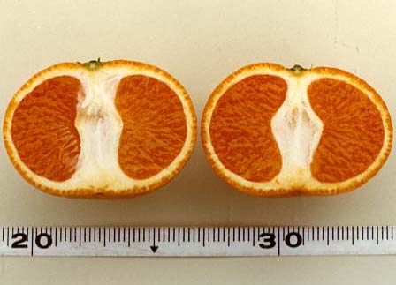 果实 (MAFF, Japan)