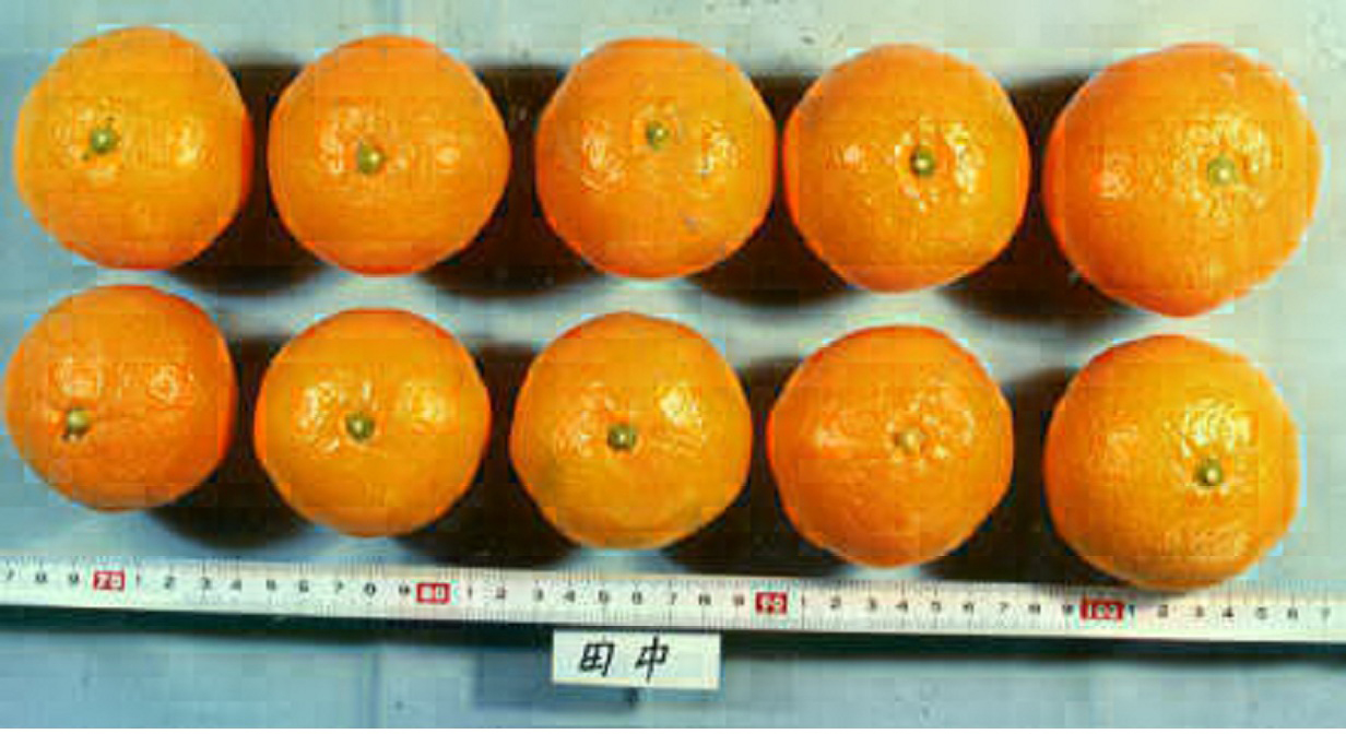 树体 (MAFF, Japan)