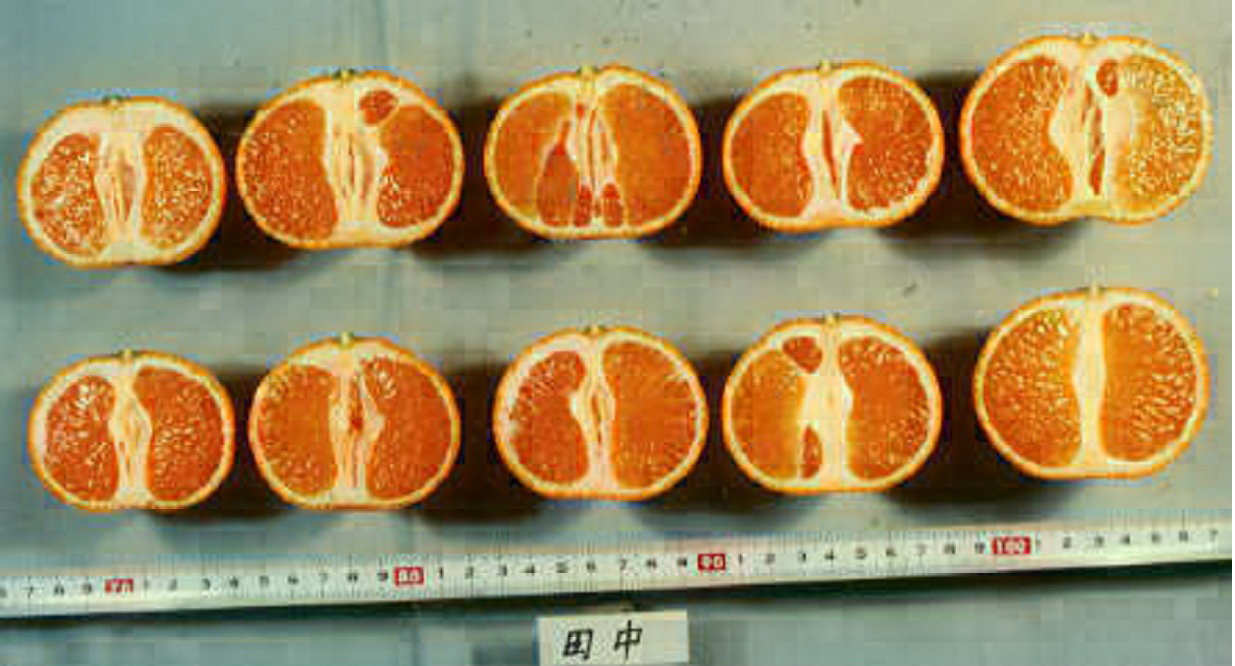 果实 (MAFF, Japan)