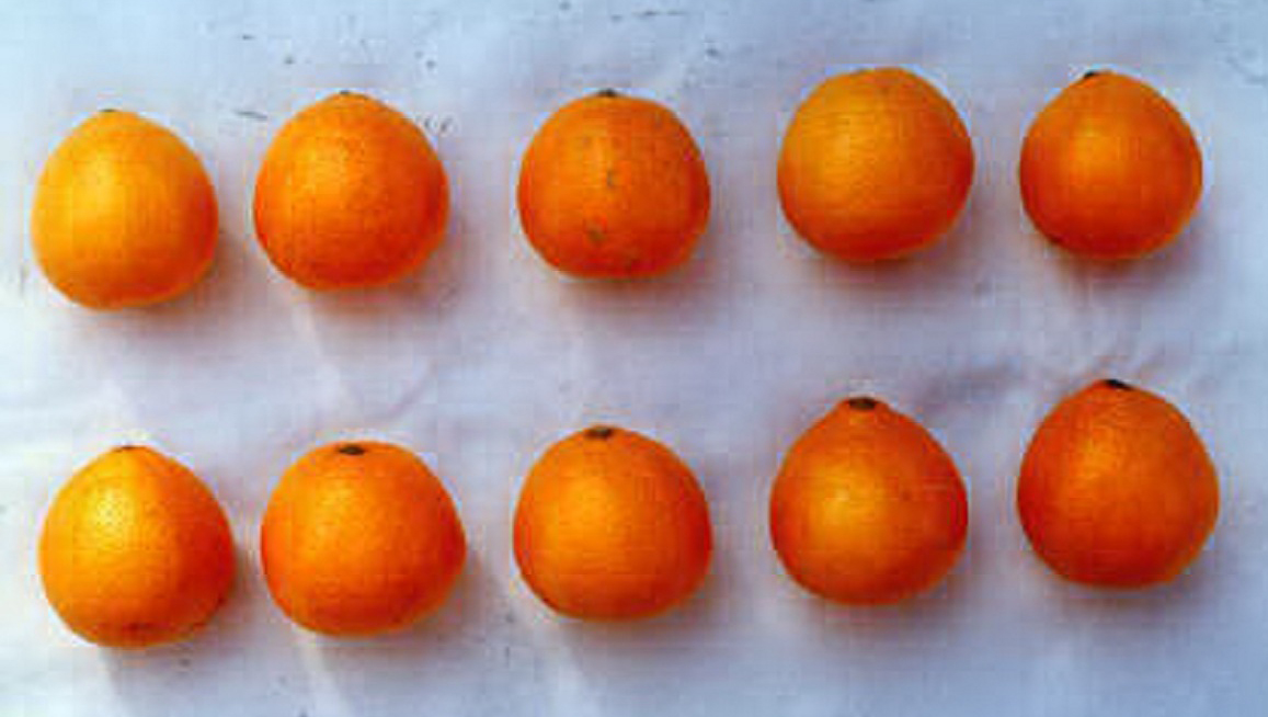 树体 (MAFF, Japan)