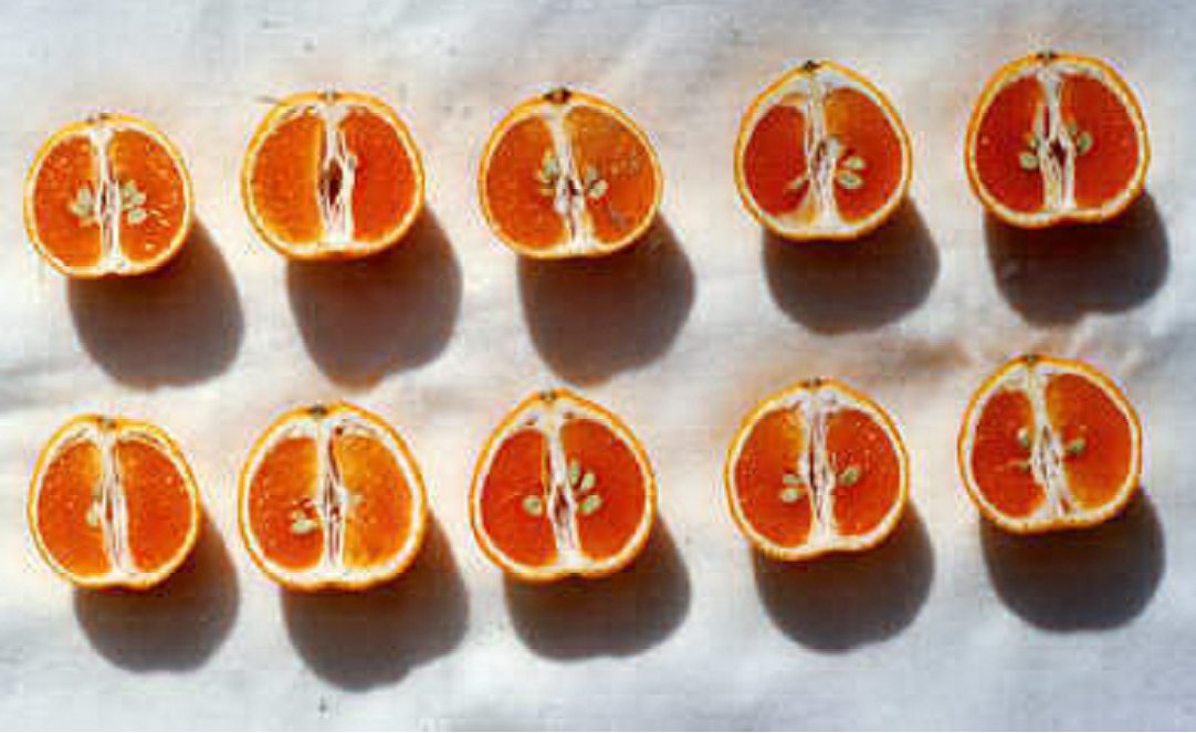 果实 (MAFF, Japan)