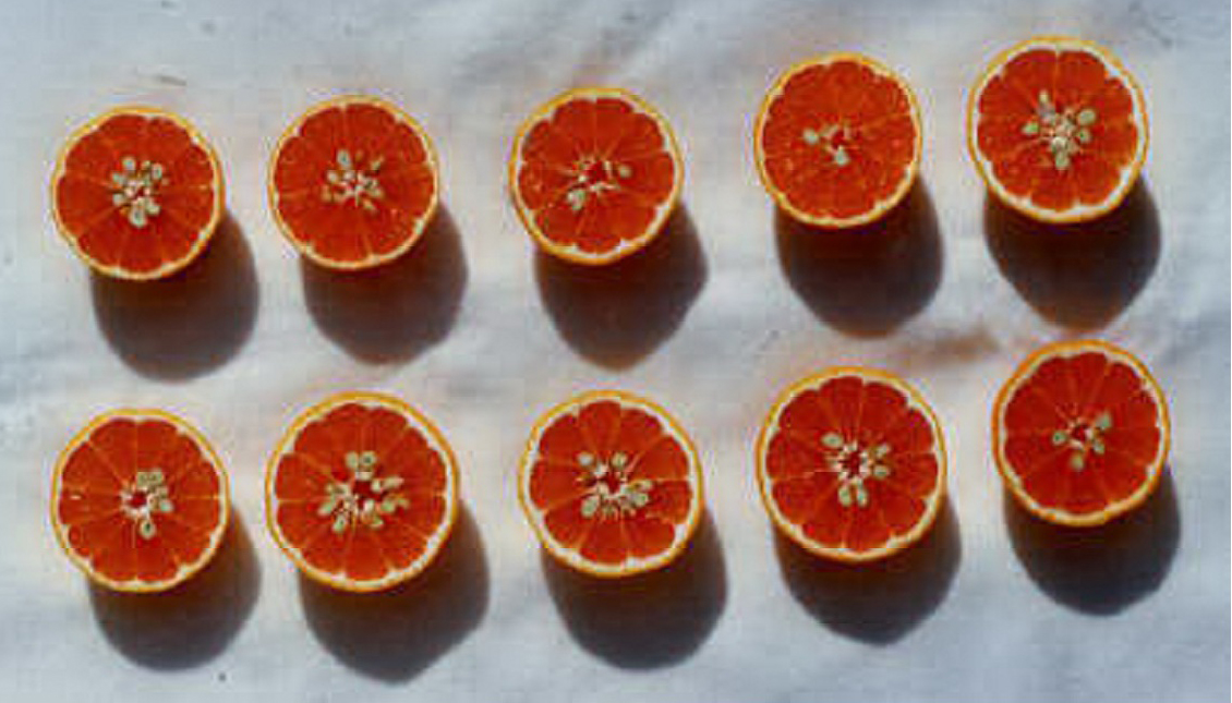 果实 (MAFF, Japan)