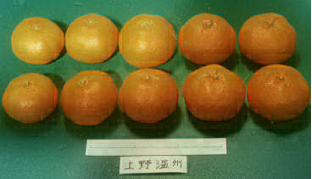 树体 (MAFF, Japan)