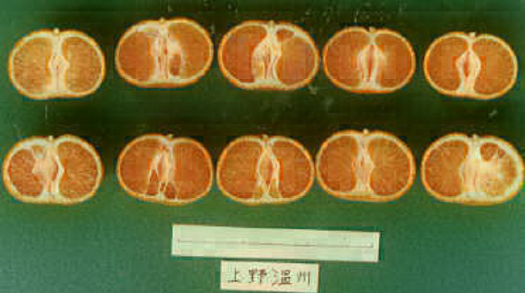 果实 (MAFF, Japan)