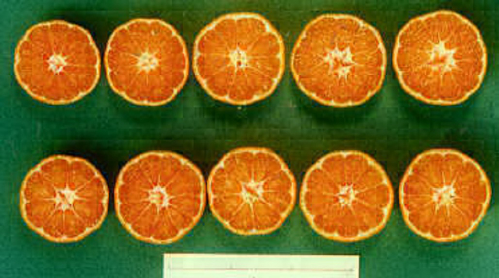 果实 (MAFF, Japan)