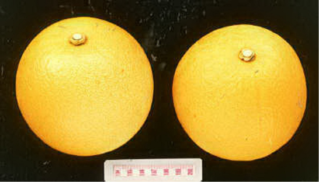 树体 (MAFF, Japan)