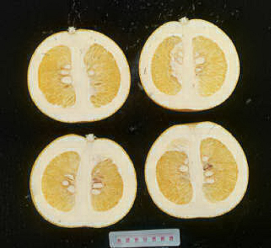 果实 (MAFF, Japan)