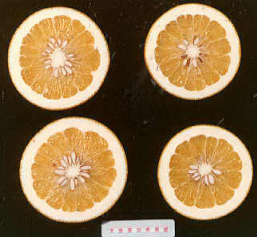 果实 (MAFF, Japan)