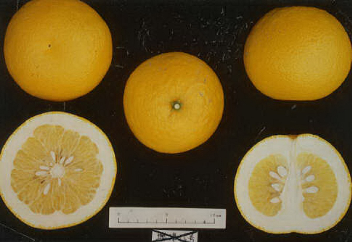 树体 (MAFF, Japan)