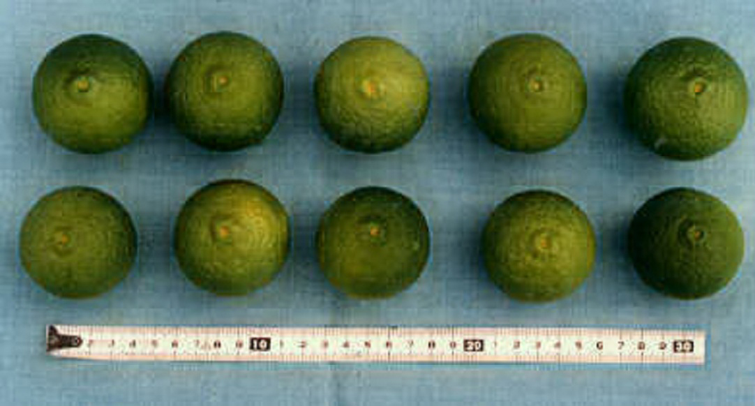 树体 (MAFF, Japan)