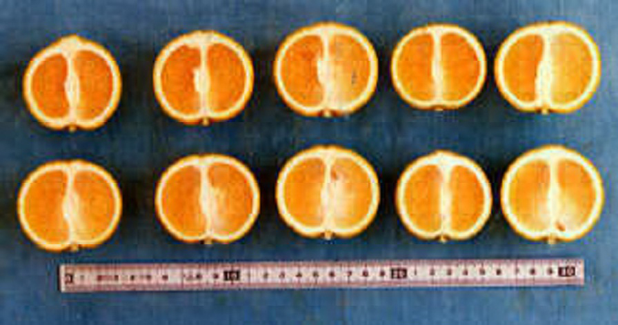 果实 (MAFF, Japan)